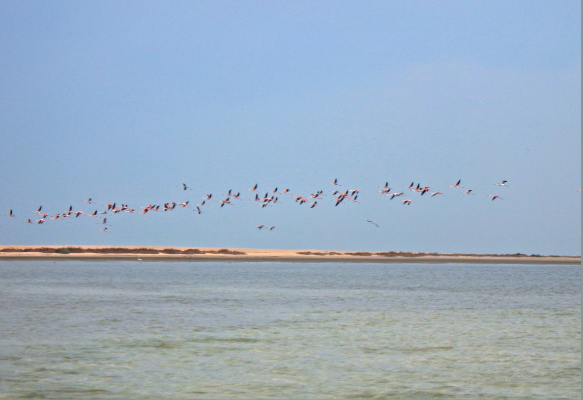 AALIYAH ISLAND Flamingo Island SUP Explore (10-12km)